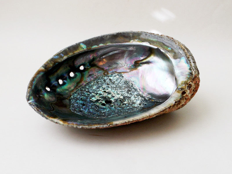 Abalone Meaning: Spiritual Properties Abalone Uses